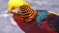 Ayam golden pheasant