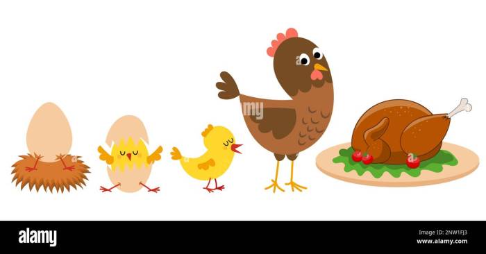Chickens lifecycle sapphire gem poultry slaughter processing avian embryology thehappychickencoop fertilized feathered