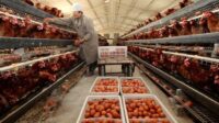 Bisnis ayam petelur 20 ekor