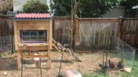 Cara memelihara ayam di rumah