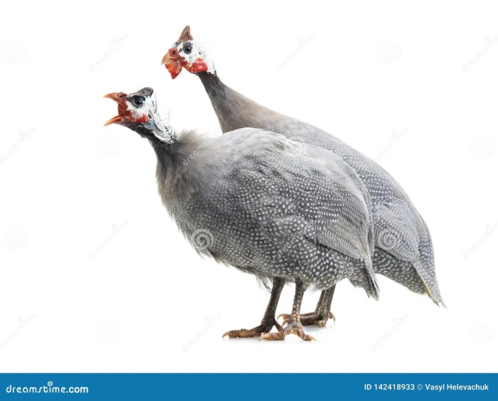 Ayam mutiara jantan dan betina