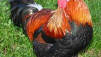 Spesies ayam