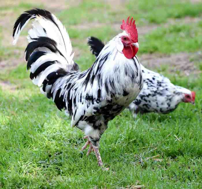 Ayam jago termahal