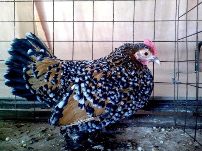Ayam Hias Betina