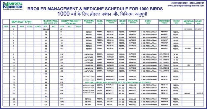 Flock poultry family feed layer chart feeding line introducing feeds enlarge click related