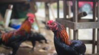 Ayam pelung cianjur