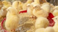Pakan ayam broiler agar cepat gemuk