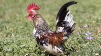 Ayam serama