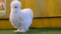 Silkie chicken chickens bantam breed roosters