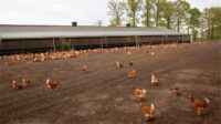 Analisa usaha ayam joper 1000 ekor