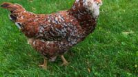 Ayam Hias Unik