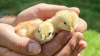 Anak ayam jago