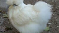 Ayam bulu lebat