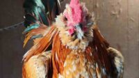 Jenis ayam yg bertubuh kecil