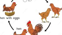 Proses pertumbuhan ayam dari telur