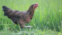 Cara memelihara ayam bangkok yang benar
