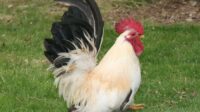 Nama ilmiah ayam kate
