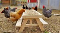 Tabel pakan ayam