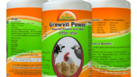 Vitamin ayam broiler agar cepat besar