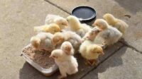 Racikan pakan anak ayam bangkok agar cepat besar