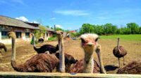 Ostrich farm farming