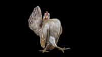 Laughing rooster ability recognize