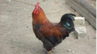 Jual Anakan Ayam Hias Terlengkap