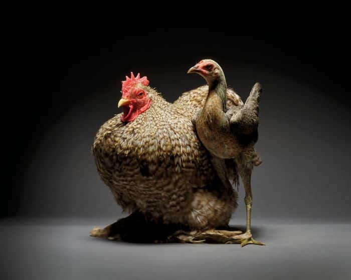 Pecinta Ayam Hias