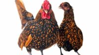 Jenis Ayam Hias yang Unik, Cocok untuk Peliharaan dan Ternak