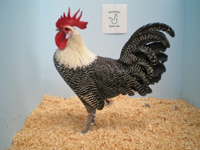 Pecinta Ayam Hias