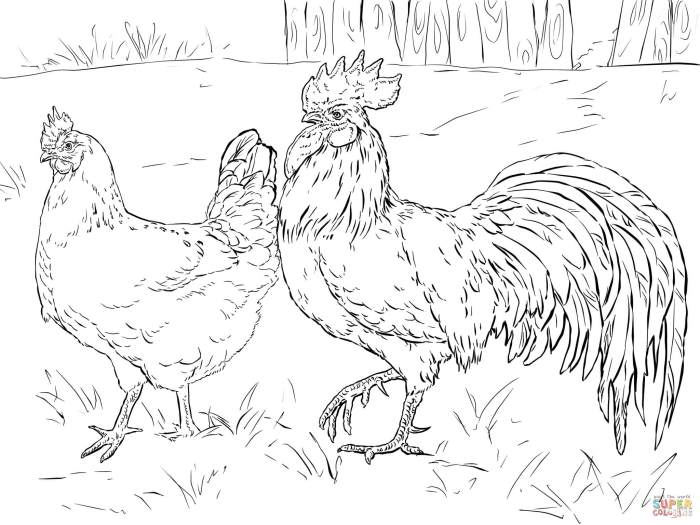 Chicken coloring pages printables kids
