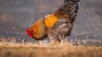 10 Jenis Ayam Hias Terpopuler yang Cocok Dipelihara di Rumah