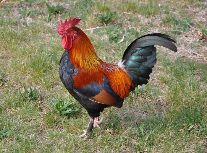 Doc ayam