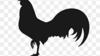 Siluet ayam jago