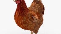 Gambar ayam 3d