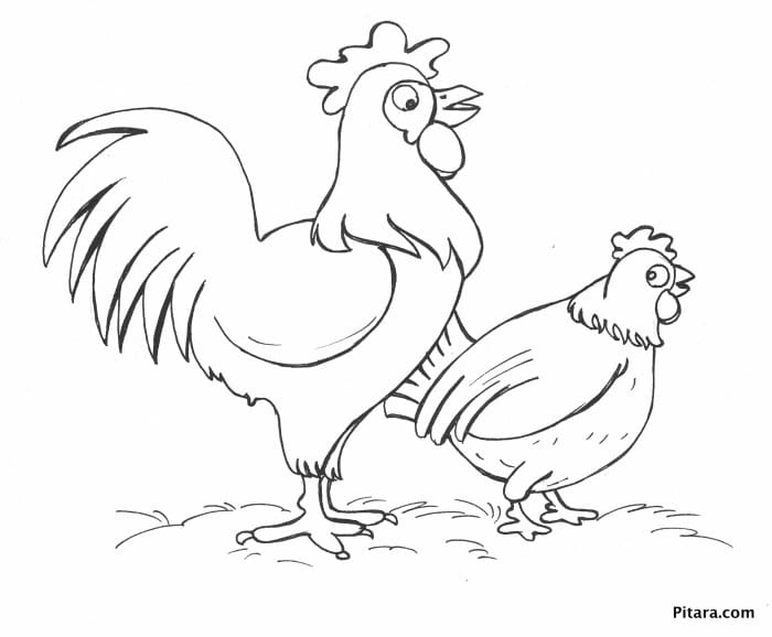 Mewarnai gambar ayam