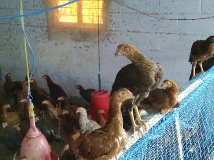 Harga anak ayam kampung