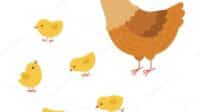 Hen egg cute vector her brooding royalty