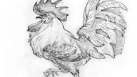Rooster sketch pencil fighting pen paintingvalley sketches
