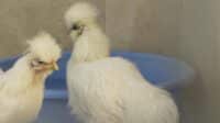 Komunitas Ayam Hias Bekasi Raya