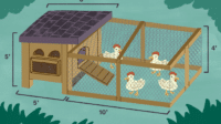 Desain kandang ayam kampung