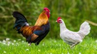 Gambar ayam jantan dan betina