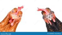Gambar ayam lucu bikin ngakak