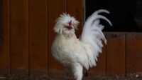 7 Jenis Ayam Hias Termahal dan Tercantik dari Seluruh Dunia