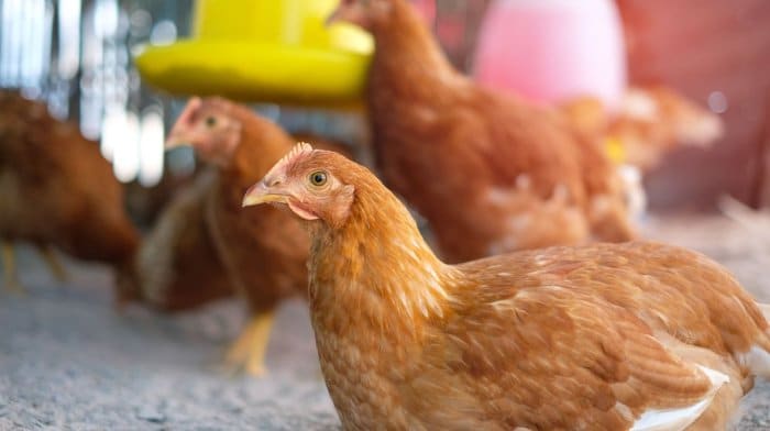 Pullet ayam petelur