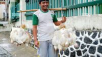 Pria di Malang Sukses Ternak Ayam Hias dari Berbagai Negara