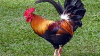 Ayam Hias di Indonesia