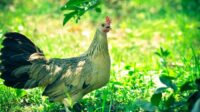 Anakan Ayam Onagadori: Cara Memilih dan Merawatnya
