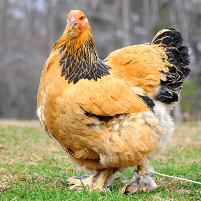 Ayam Brahma Besar: Mengapa Jenis Ini Menjadi Favorit Kolektor