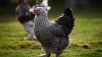 Brahma chicken dark breed chickens size brown chicks everything need know old day weight large baby saved mypetchicken